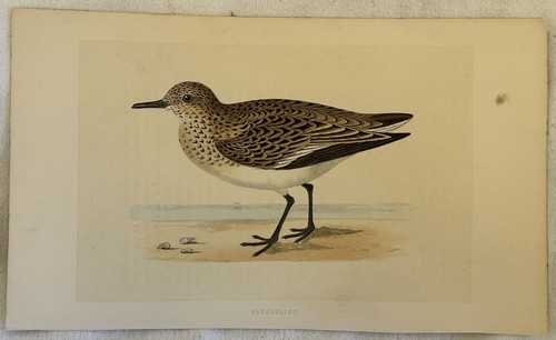 Morris sanderling piovanello - sanderling,