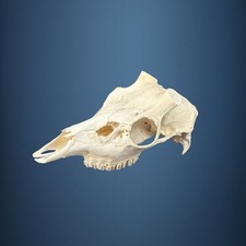 589SKU Teschio di cervo