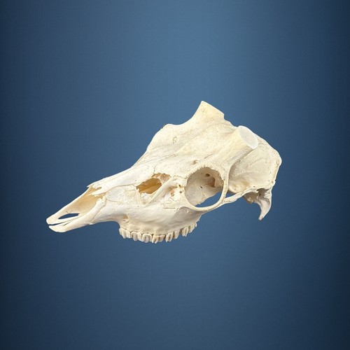 589sku teschio cervo - di,