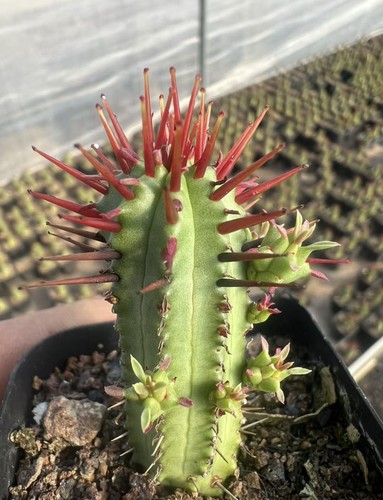 5pz corona spina rossa 5cm - 5pz, 2-5cm