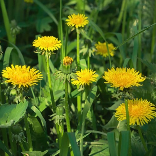 Taraxacum officinale 200 - , seeds