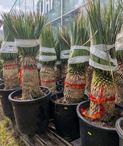 Yucca rostrata tronco spesso - tronco,