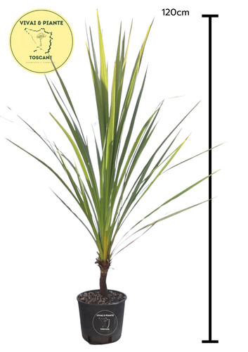 Dracena indivisa cordyline - dracena, (cordyline