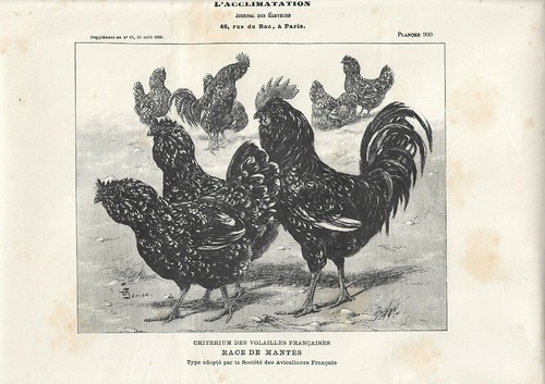 Stampa antica galli galline - stampa,