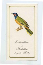 Western Wattled Cuckooshrike Santo del Giorno Calendario 1969 Braud Nantes Francia 