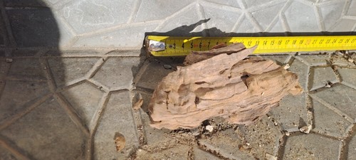 Legno ulivo per - legno, di
