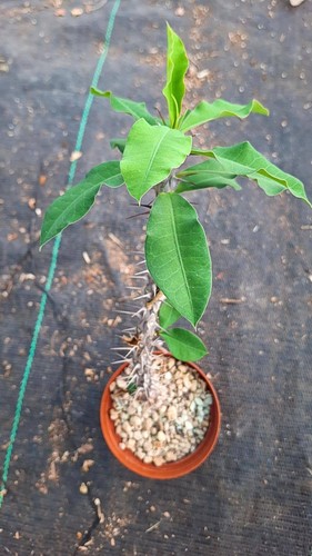 Euphorbia antafikiensis hybrid - euphorbia,