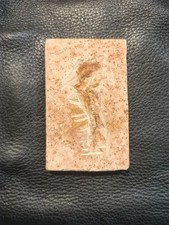 Dastilbe elongatus Pesce