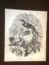Ornitologia e uccelli Uccello Il colibrì topazio ed il suo nido