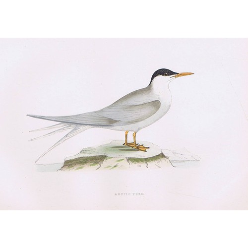 Birds arctic tern stampa - arctic,