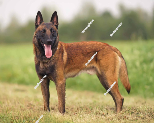 Fotografia belgian malinois - fotografia,