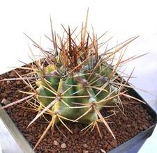 Echinocactus ingens 1113 -  -