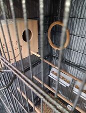 voliera con inseparabili color verde arancio (5)comprata solo 6mesi fa