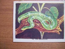 FIGURINA NATURAMA LAMPO 1968  N° 156 BOA SMERALDINO    ( X5-8 )