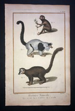 MARTINET - LEMURE -Piastra 18-ACCRESCIUTA IN FOGLIA ORO STAMPA HC 1751