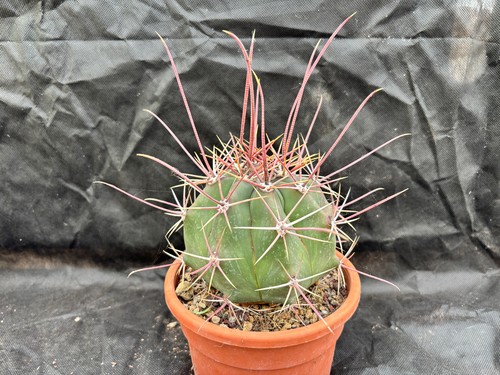 Ferocactus rectispinus cactus - ferocactus,