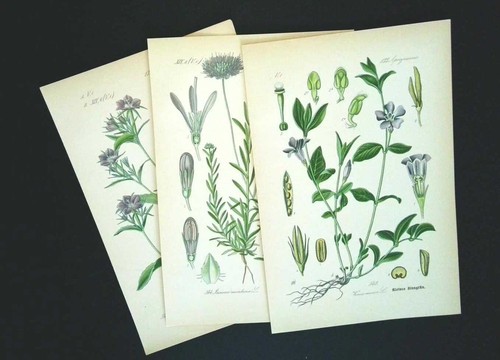 1886 litografie set - litografie, di