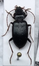 Nebria brevicollis , Coleoptera Carabidae, Ground BEETLE Beetle. Insect -Italy -