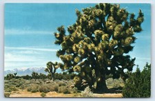 Cartolina Albero di Giosuè