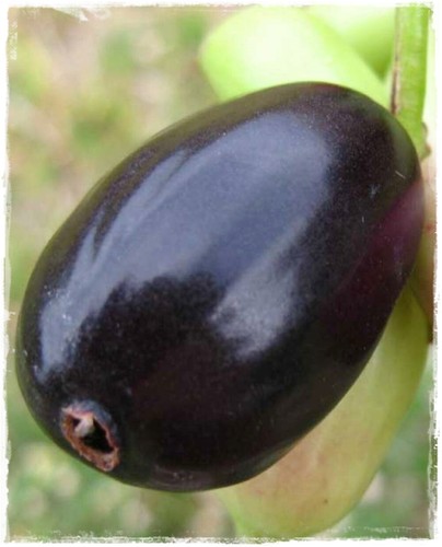 Pianta jambolan syzygium - pianta, ‘syzygium