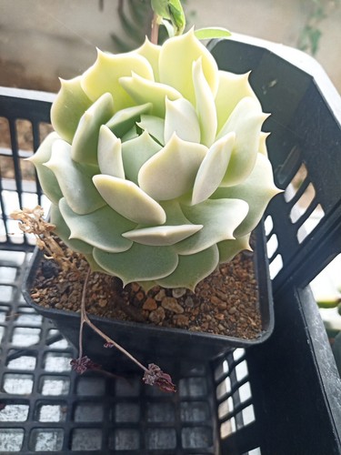 Piante grasse succulenti vaso