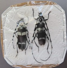Rosalia funebris, coppia, A1