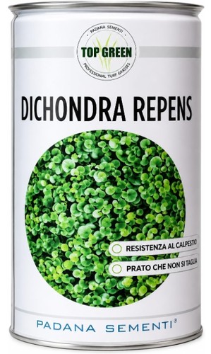Padana sementi dichondra - padana, sementi,