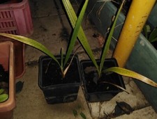 Palma Washingtonia Filifera