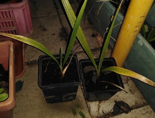 Palma washingtonia filifera - washingtonia,