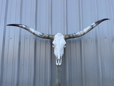Longhorn TESCHIO DI STERZO 5