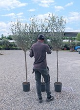 Ulivo Olivo Leccino Olea europea alberello CERTIFICATO in vaso ø26 cm FOTO REALI