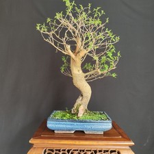 PRE BONSAI ESEMPLARE  DI GELSO