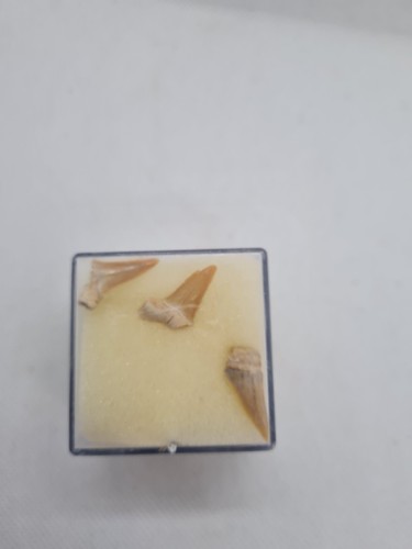 Denti squalo - denti, di
