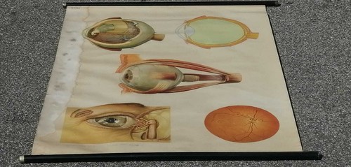 Anatomia tavola scuola poster - tavola,