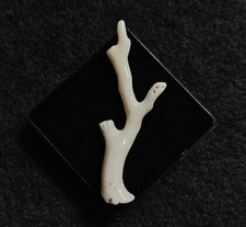 Corallo Giapponese Naturale