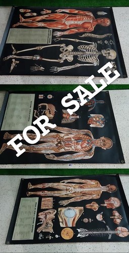 Poster corpo umano anni - corpo,