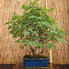 Bonsai di Acero Palmatum Verde