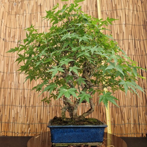 Bonsai acero palmatum verde - di,