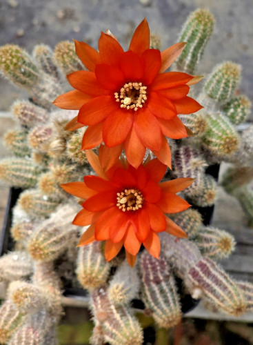 Chamaecereus sylvestri