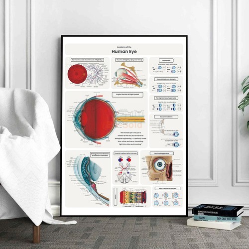 Poster educativo fisiologia - educativo,