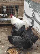 10 x Uova fertili AUSTRALORP