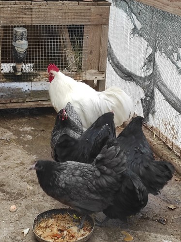 Uova fertili australorp - uova,