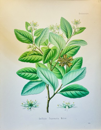 Quillaja saponaria 1896
