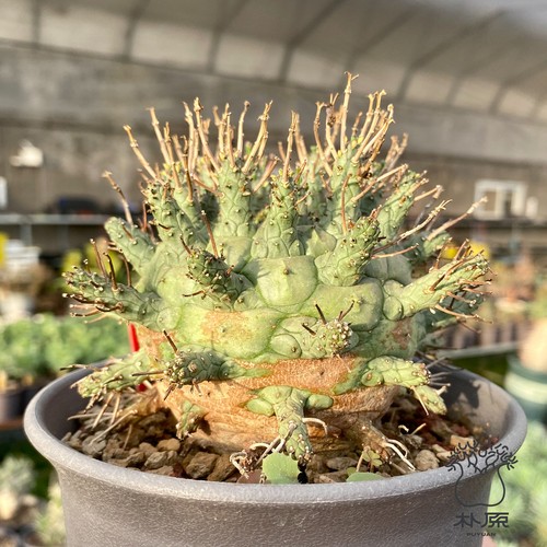 Pianta cactus succulenta - cactus,