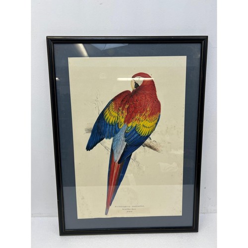Stampa ara edward lear - stampa,