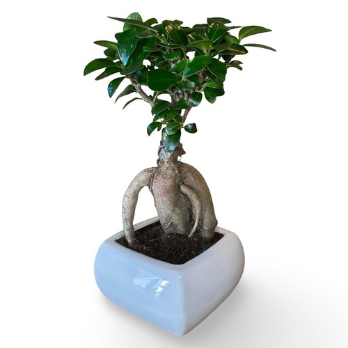 Bonsai ginseng ficus - ginseng,