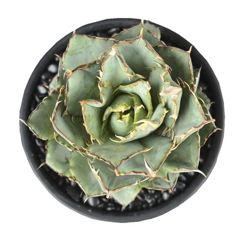Pianta agave succulenta - pianta, di