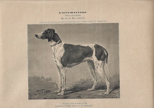 Stampa antica cane razza - antica,