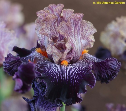Iris all vein thomas - in, vein'