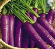 SEMI DI DAUCUS DEEP PURPLE _